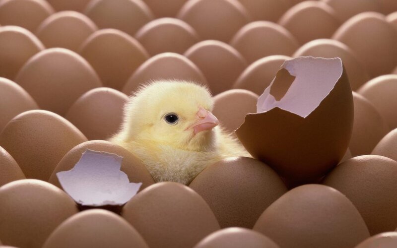 Newly Hatched Chick — Yellow
