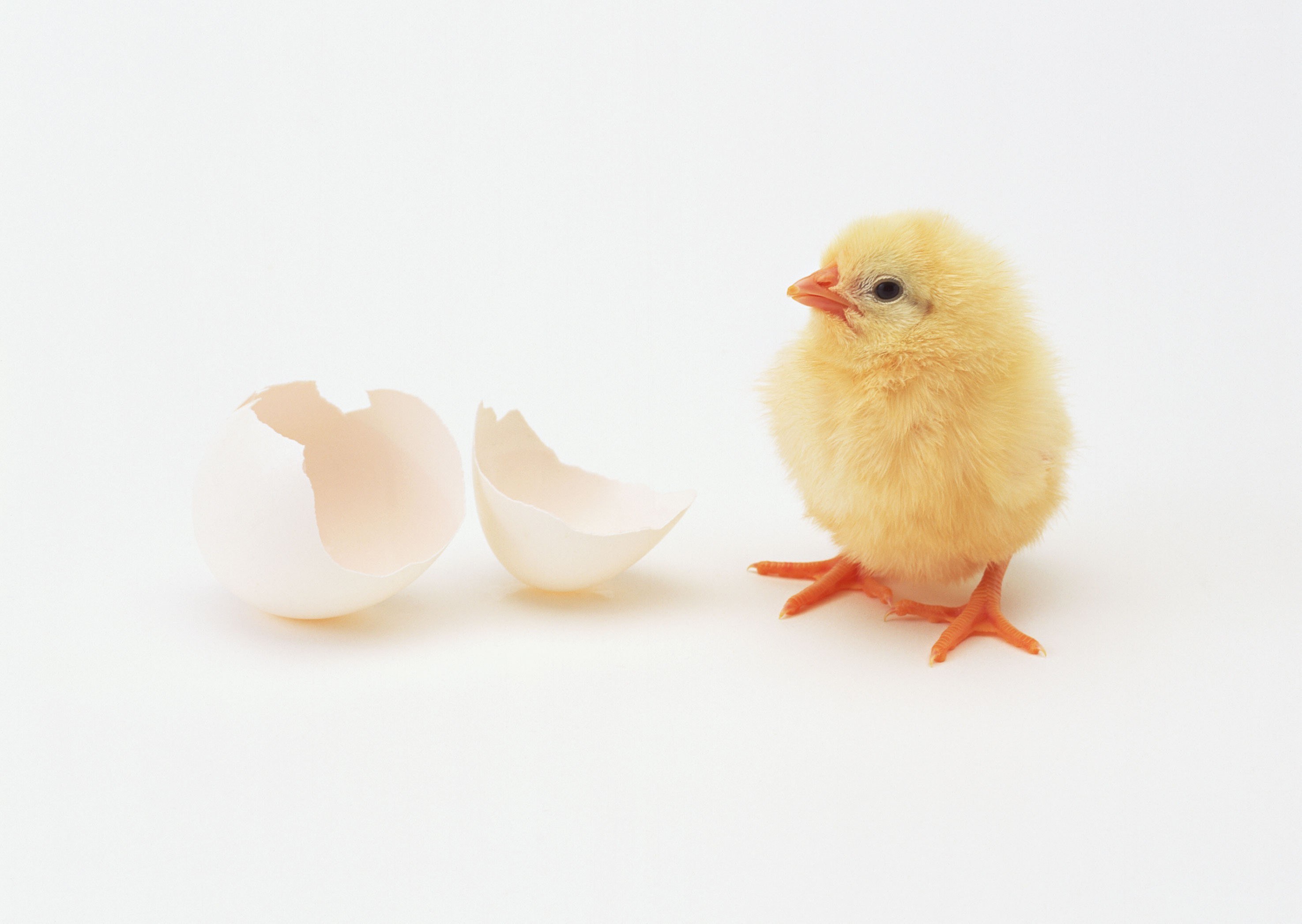 newly hatched chick