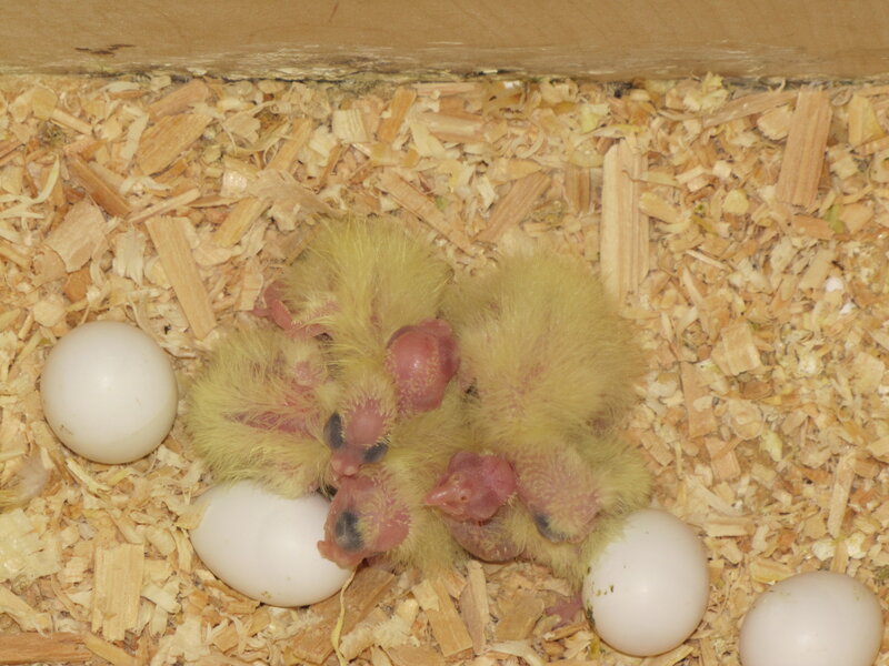 Newly Hatched Chicks