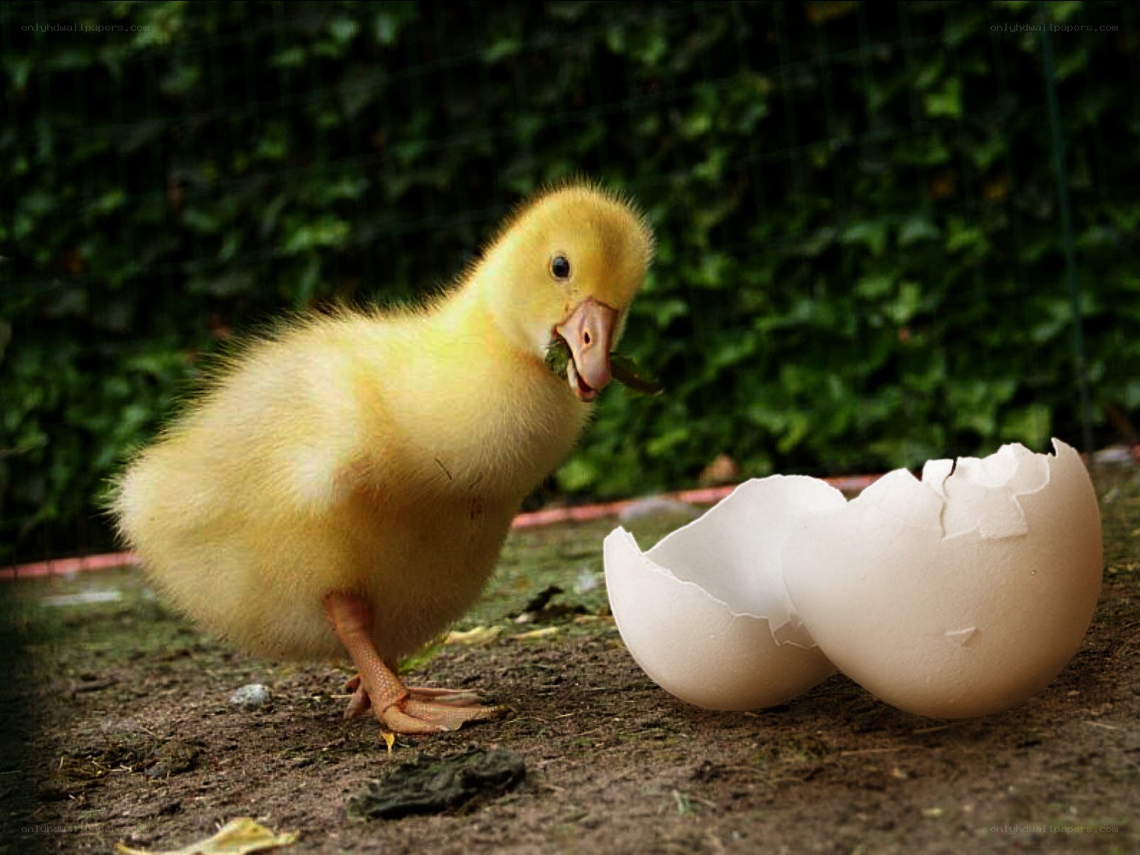 newly hatched duckling
