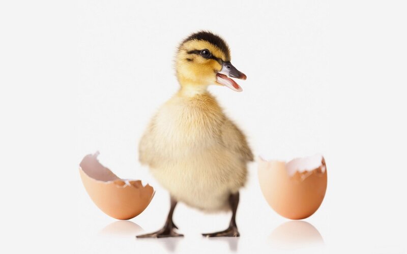 Newly Hatched Duckling — Yellow, Innocent, Photograph