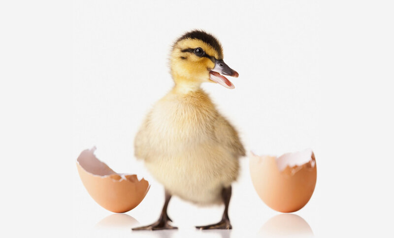 Newly Hatched Duckling — Yellow