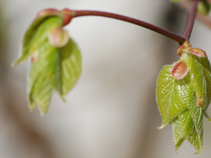Newly Opened Maple Leaves