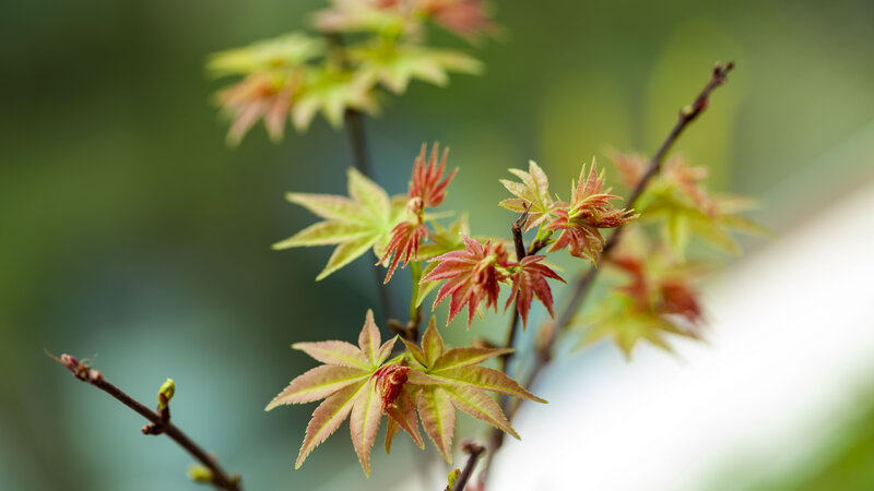 Newly Sprouted Maple Leaves