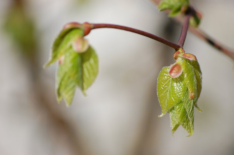 Newly Sprouting Leaves
