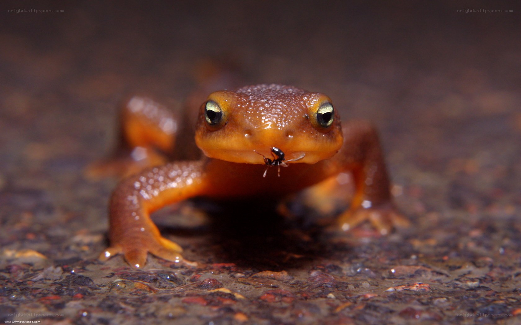 newt eating an ant