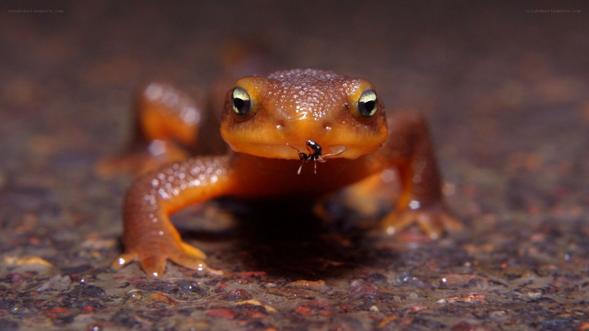 newt eating an ant