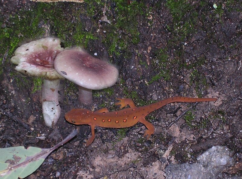 newt near mushrooms in forest