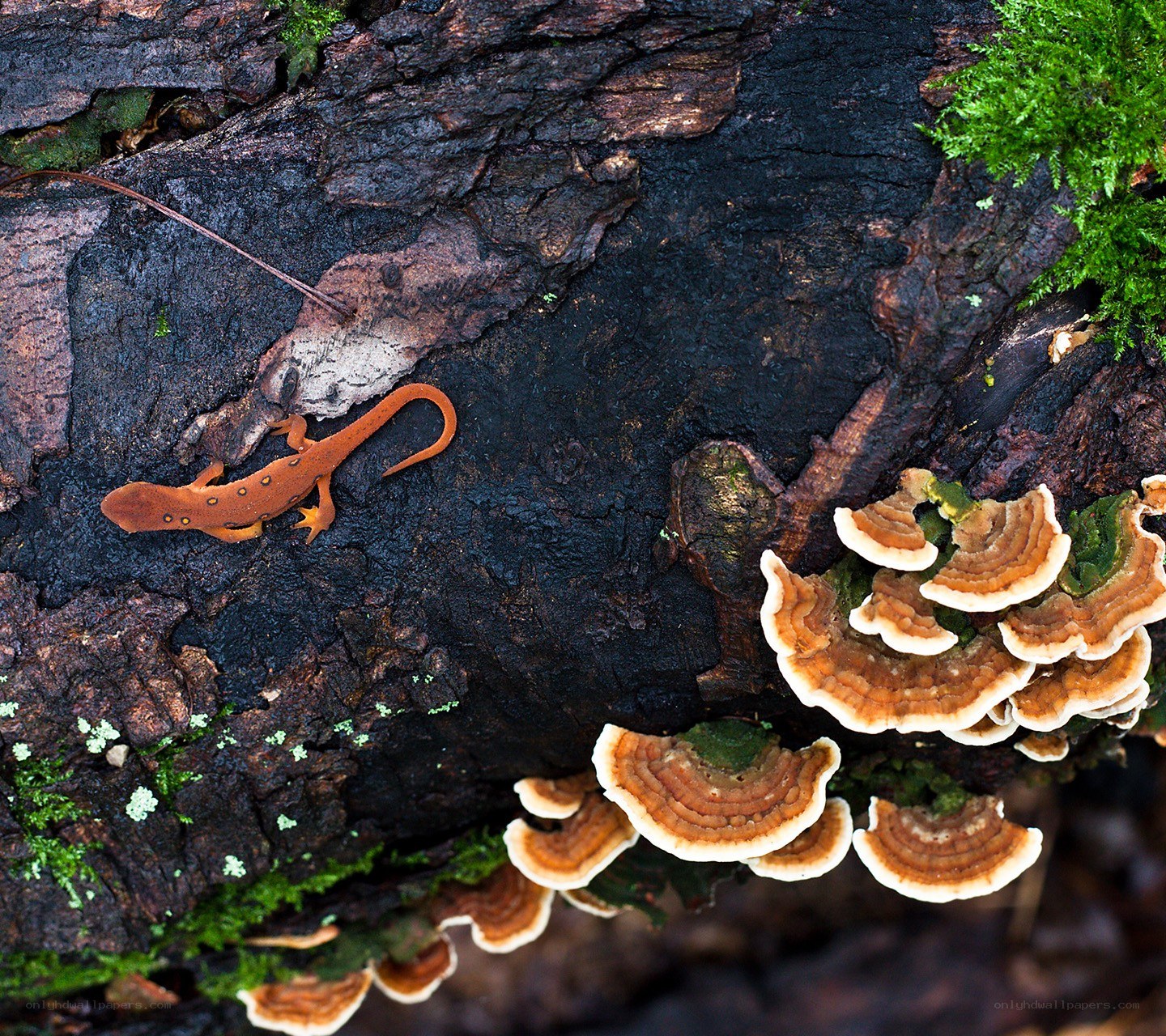 newt on a decaying log