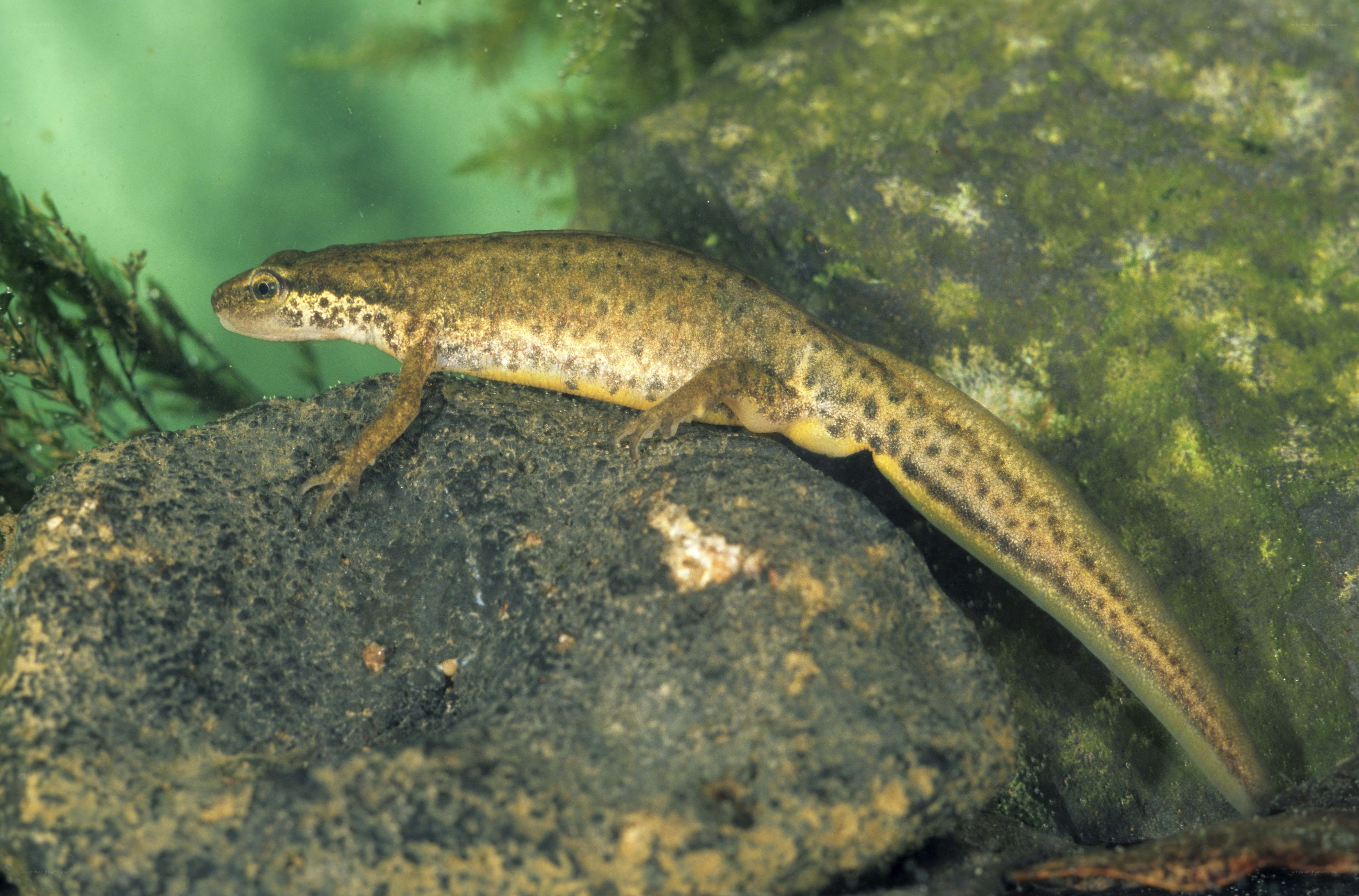 newt on a rock underwater