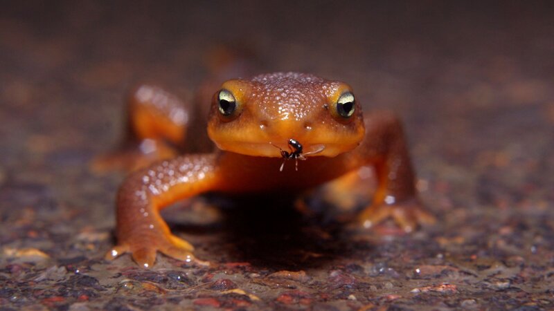 newt with ant on its face