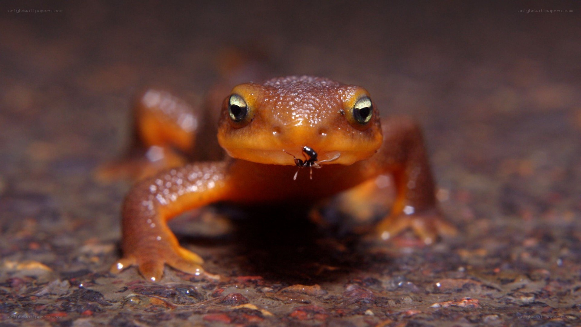 newt with ant on its face