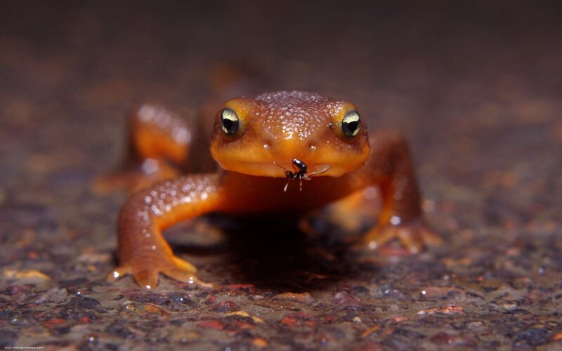 newt with ant on its nose
