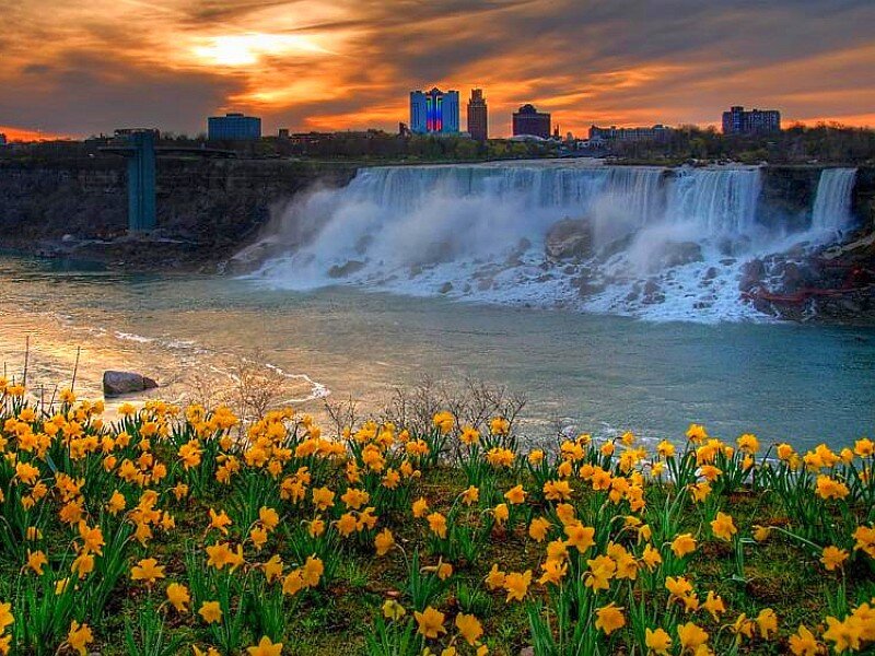 Niagara Falls at sunset with daffodils