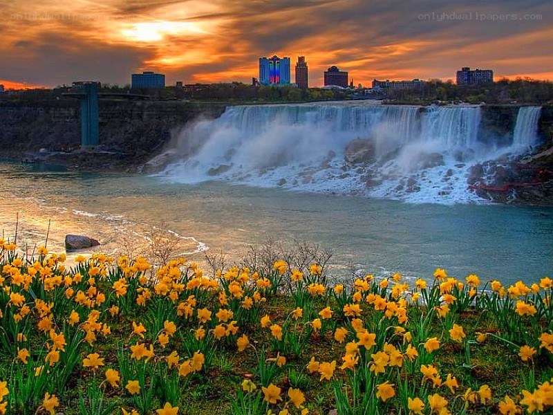 Niagara Falls at sunset with daffodils