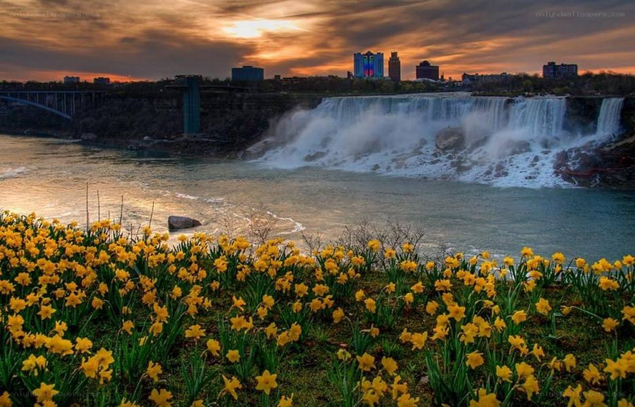 Niagara Falls at sunset with daffodils