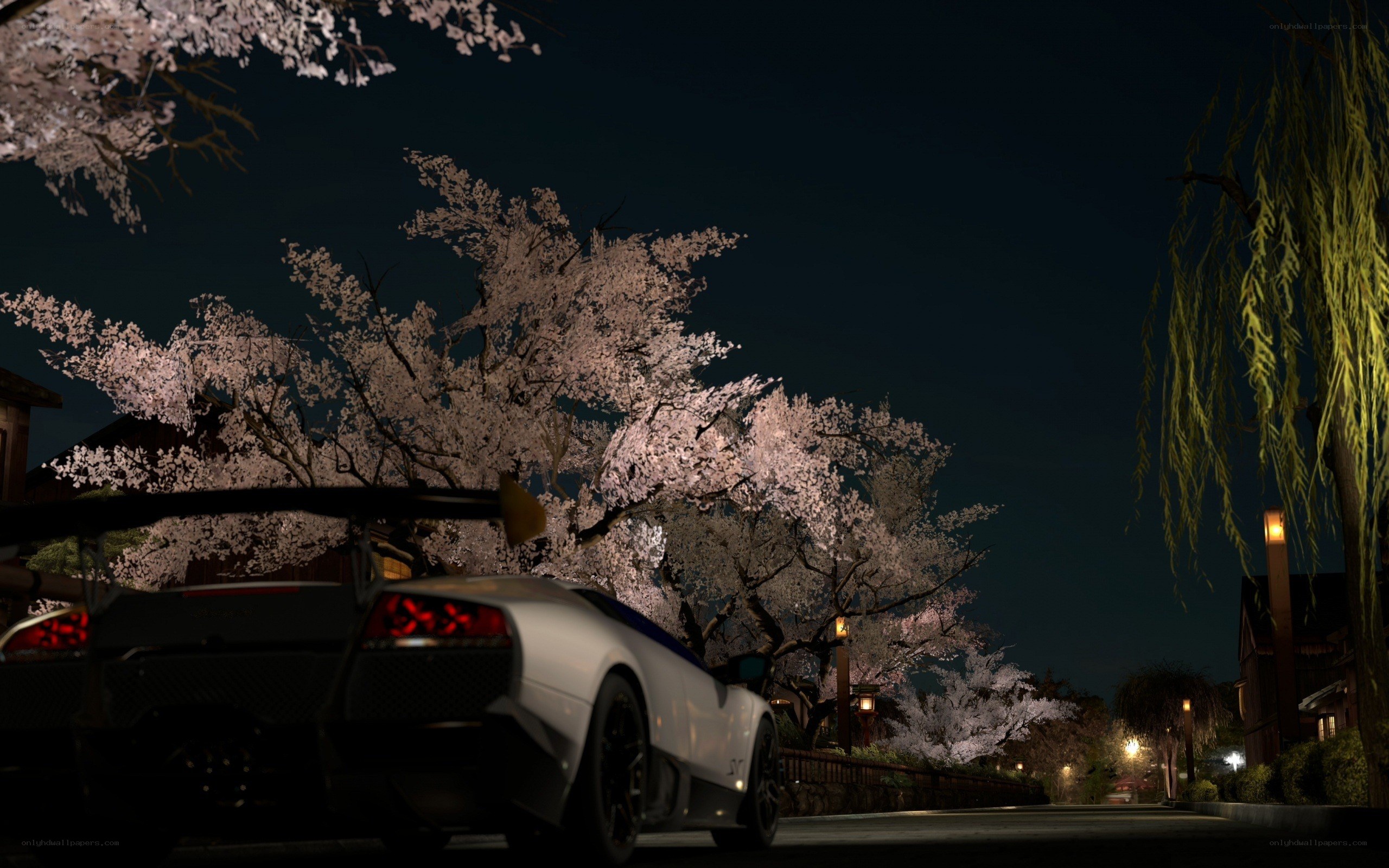 Night drive under cherry blossoms