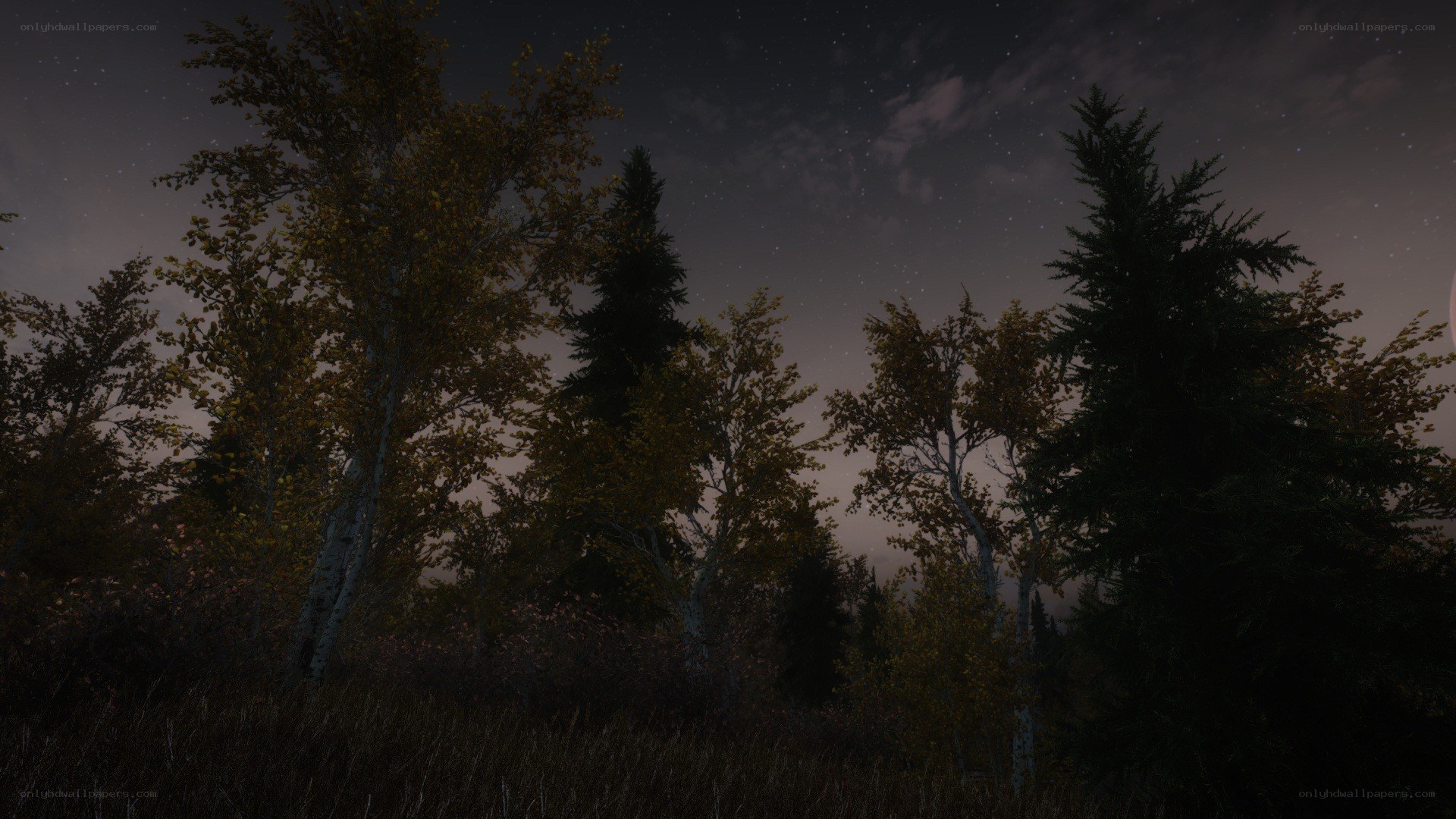 night forest with stars