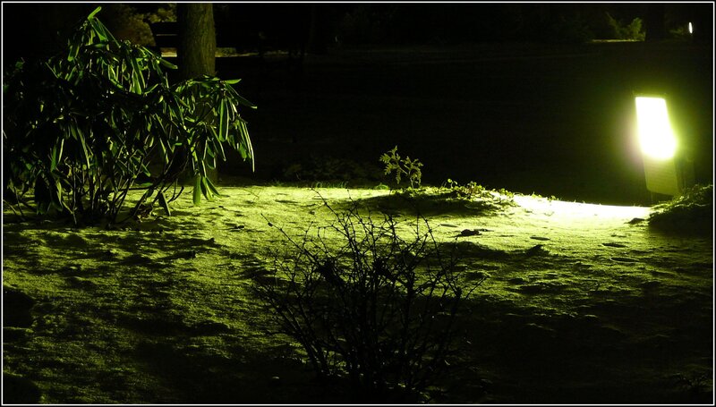 Night garden with green light