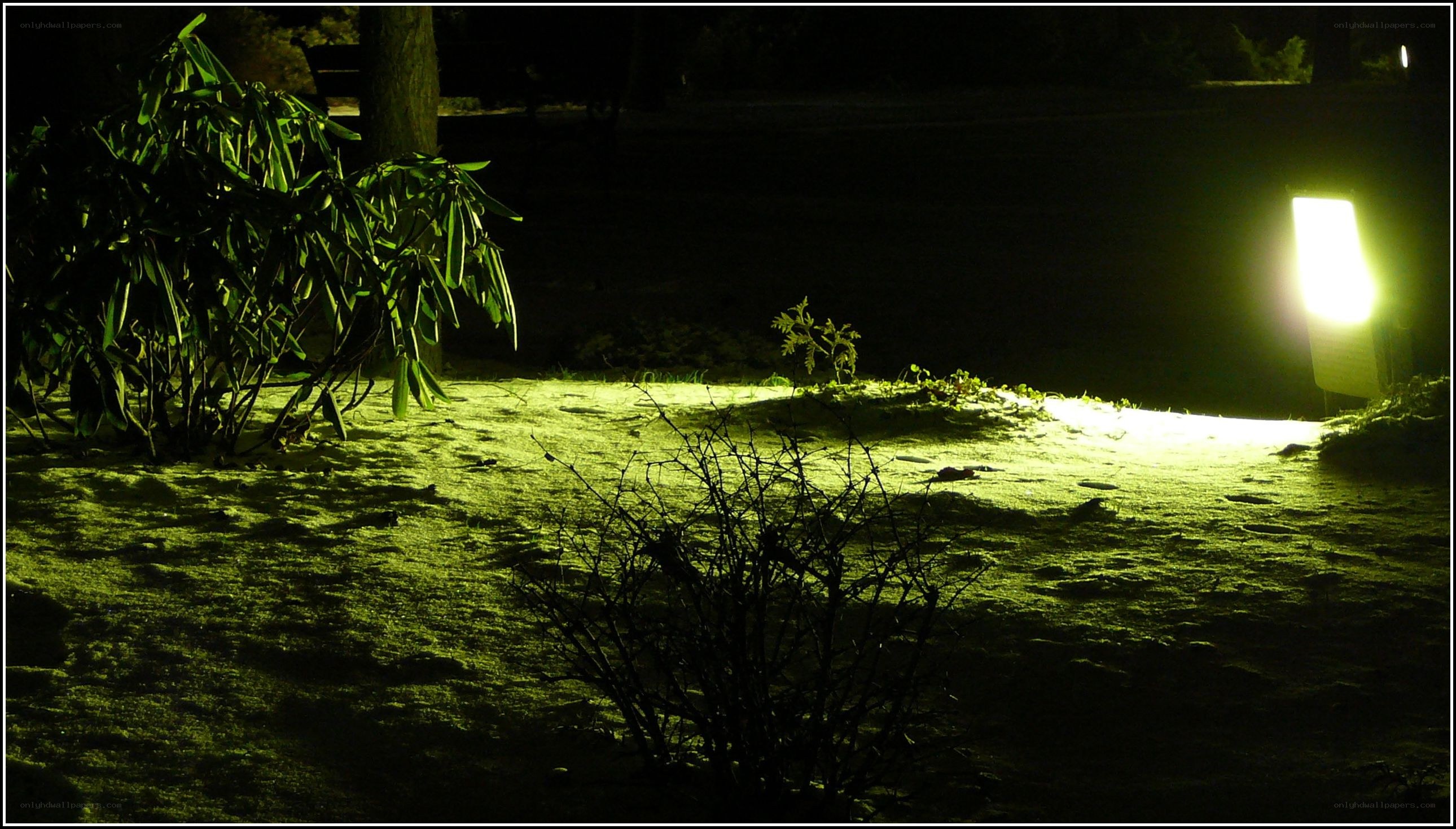 Night garden with green light