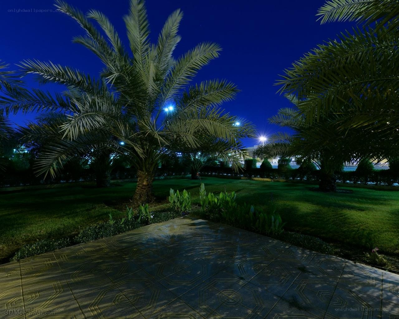 Night garden with palm trees