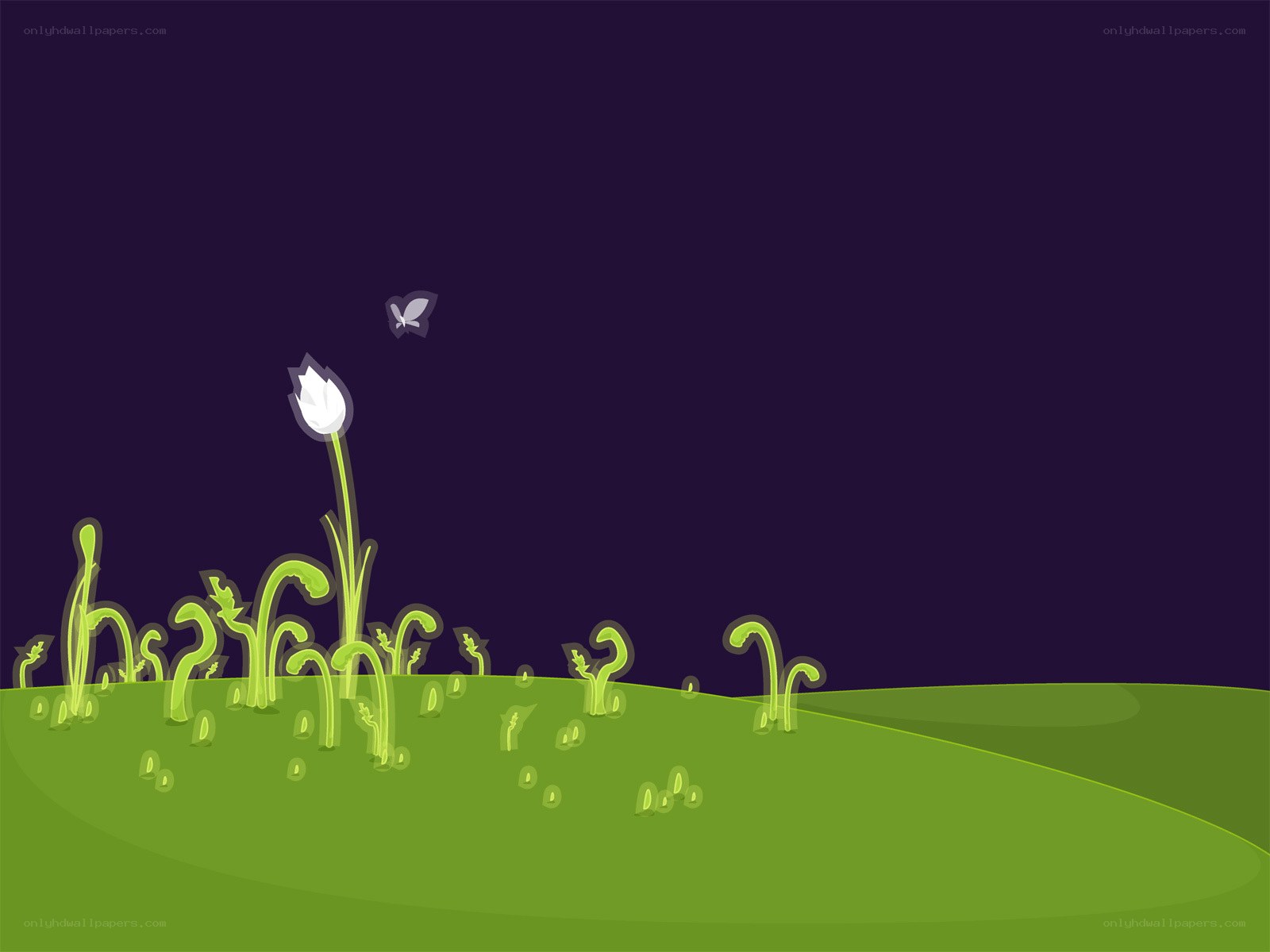 night garden with white flower