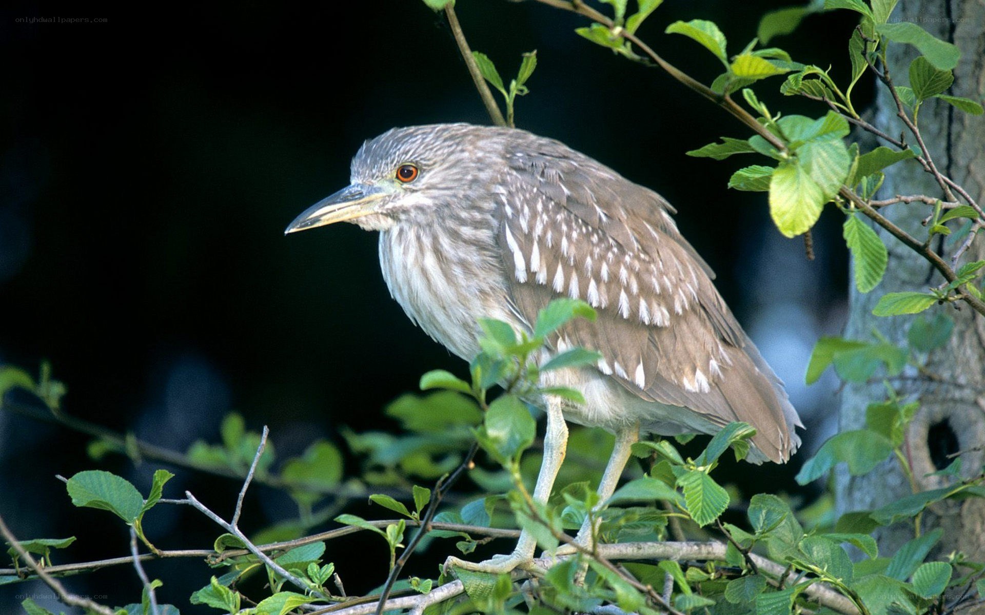 Night heron perched in tree