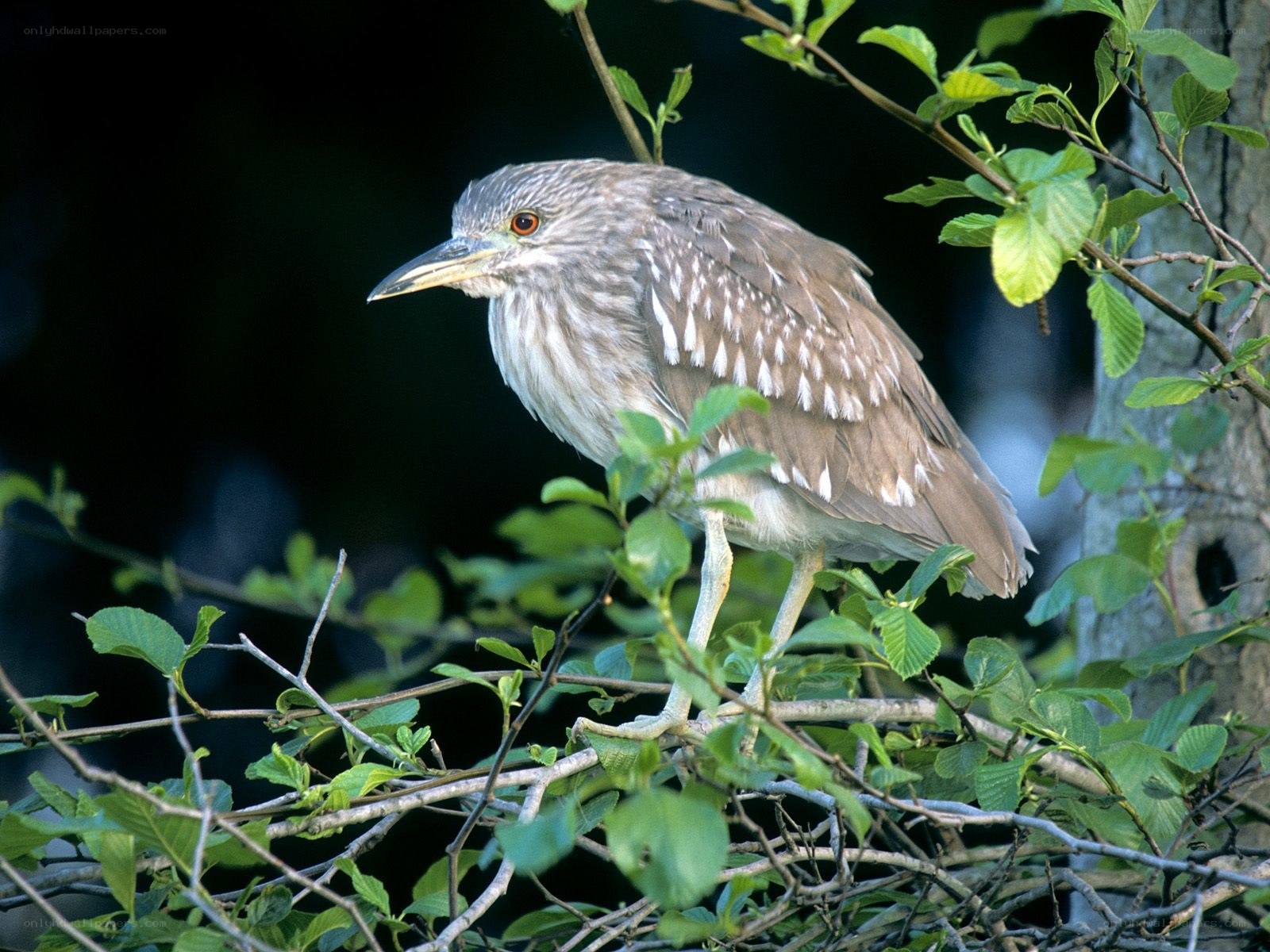 Night heron perched in tree