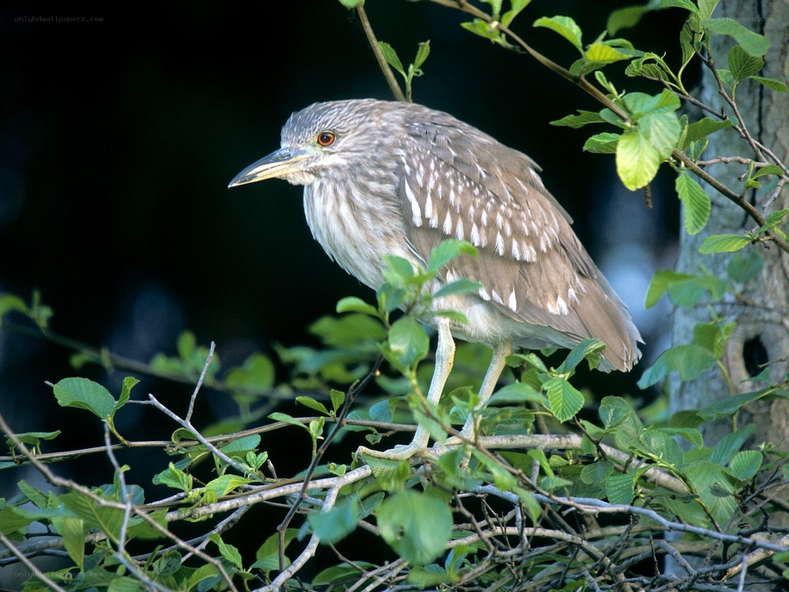 Night heron perched in tree