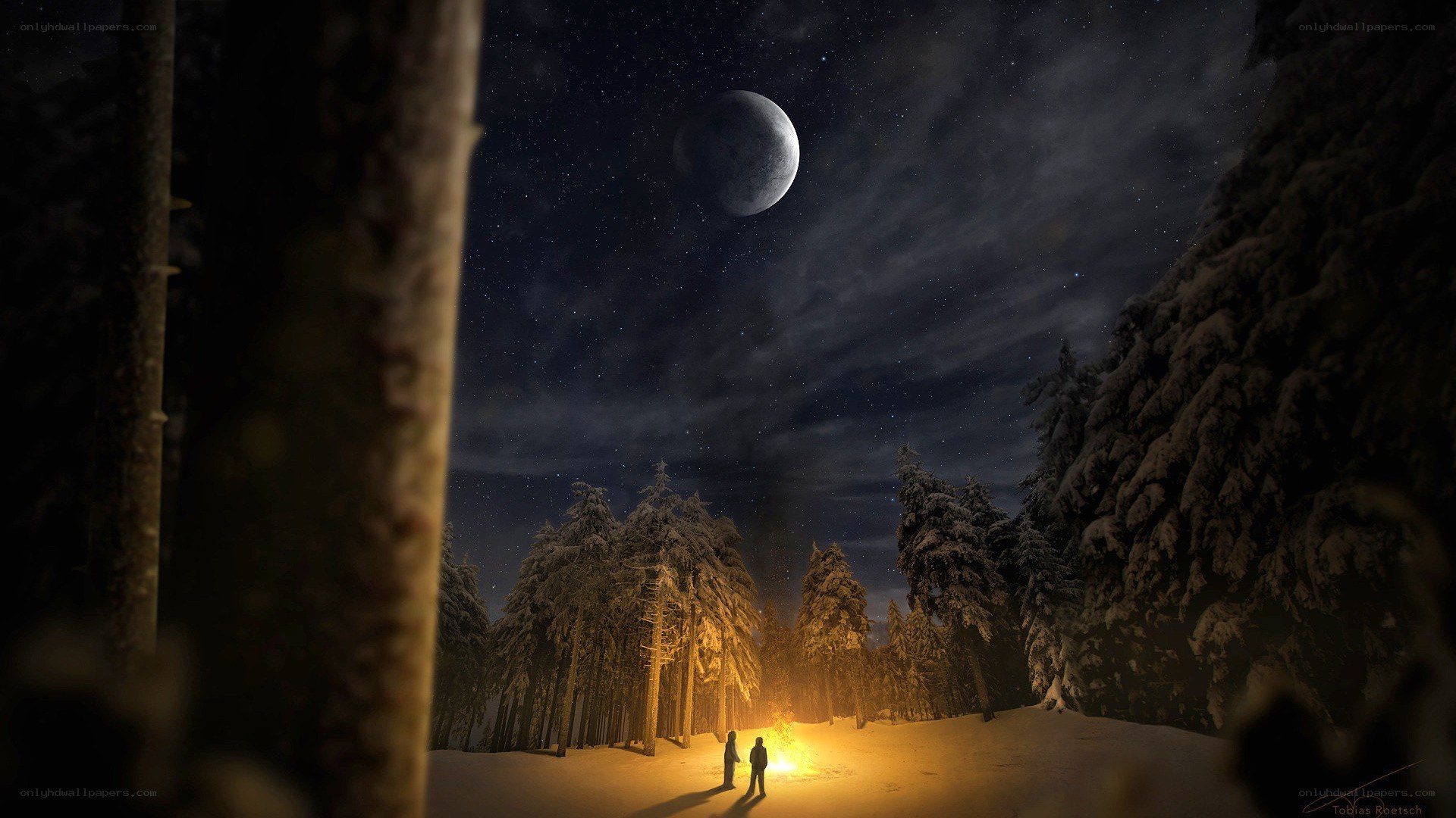 Night in a snowy forest