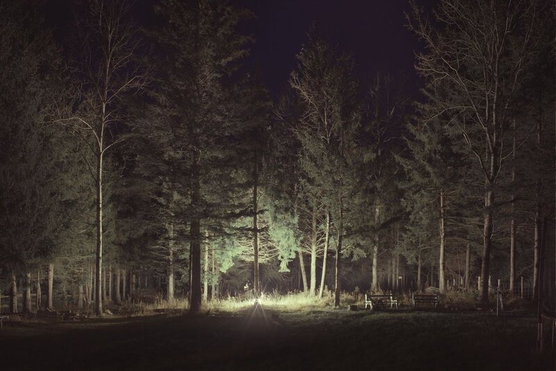 Night in the forest