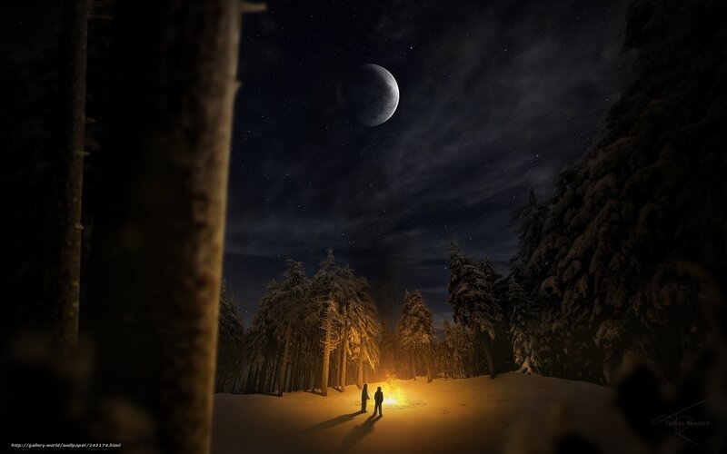 Night in the snowy forest