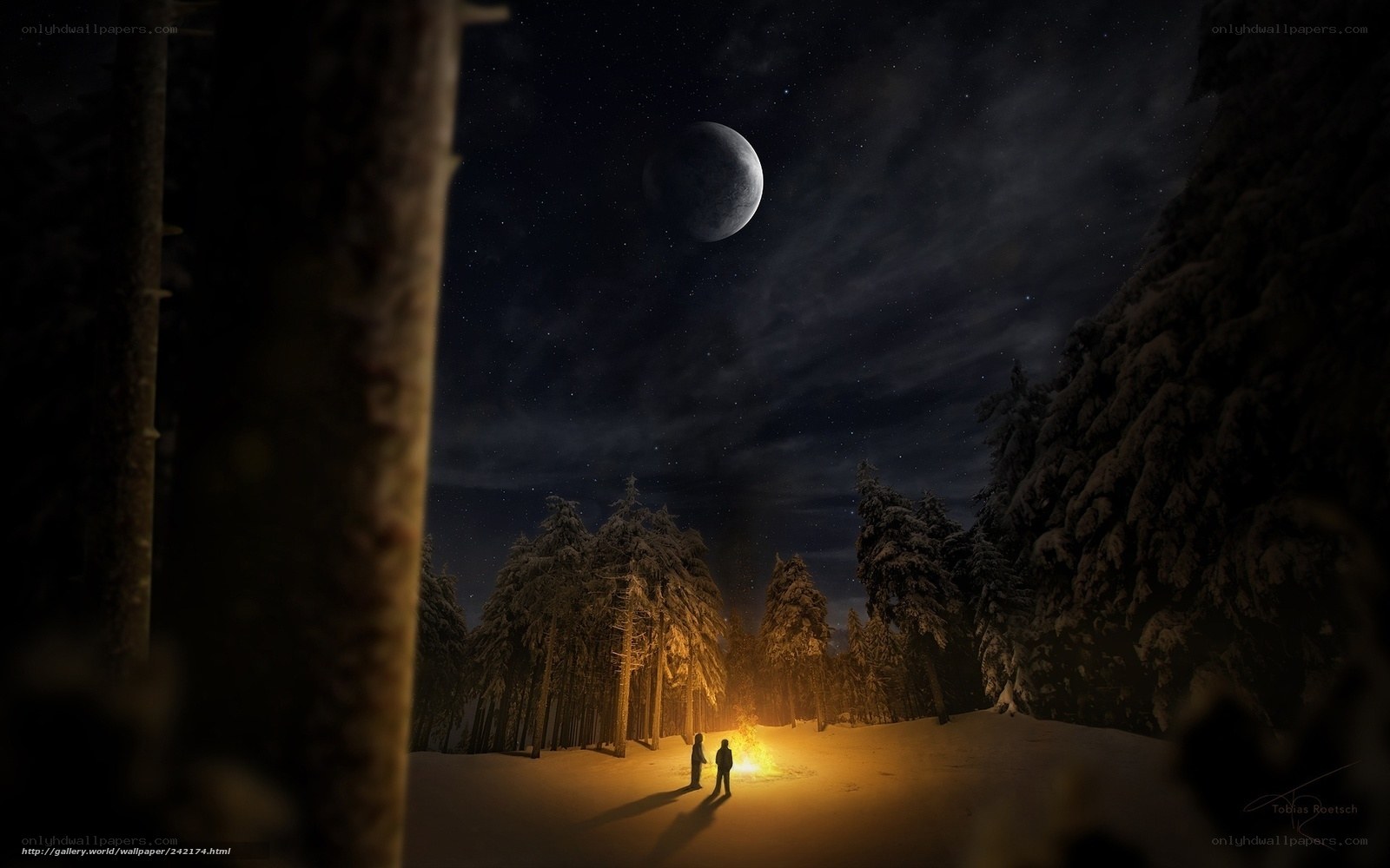 Night in the snowy forest