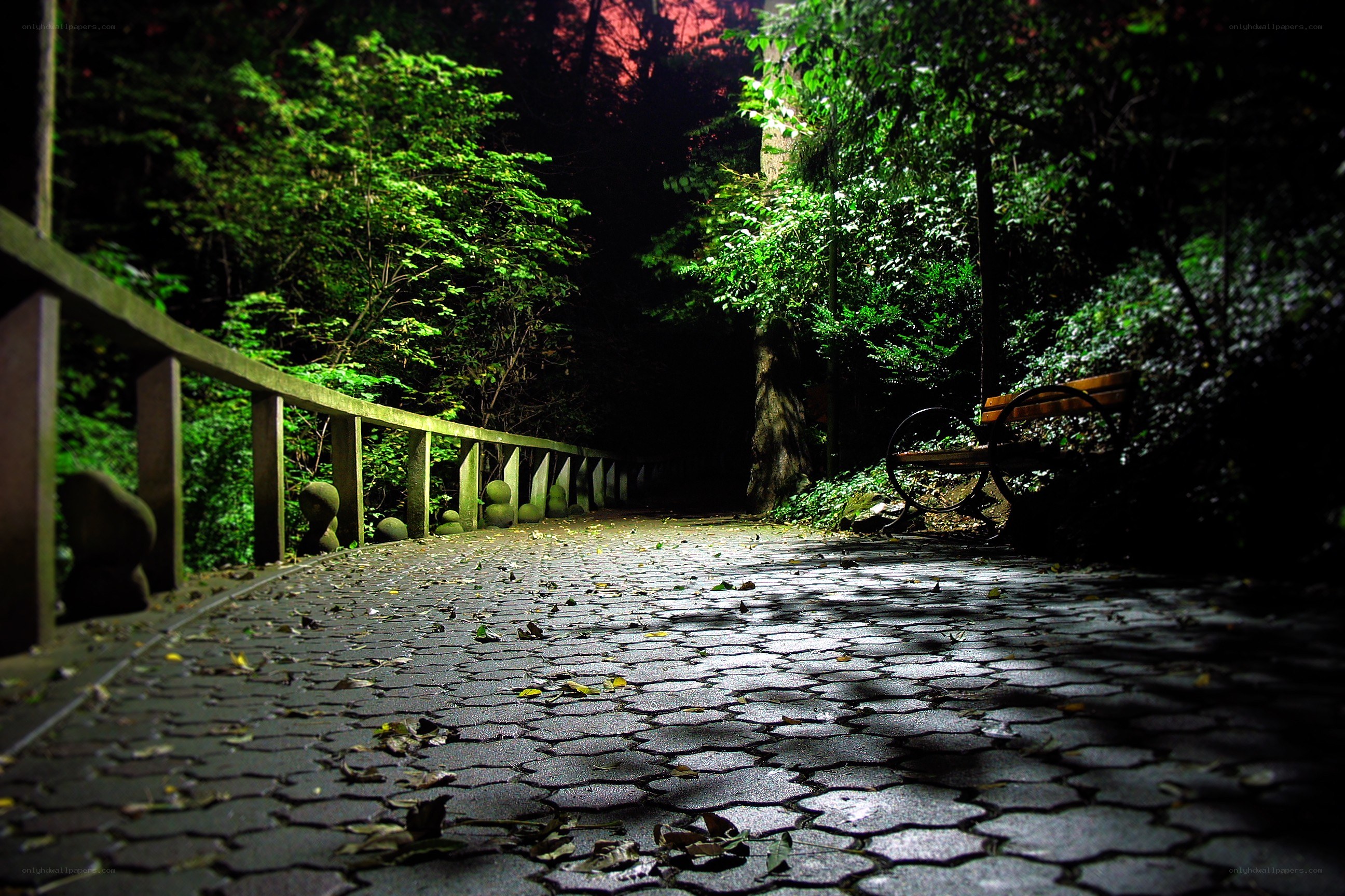 Night path in a forest park