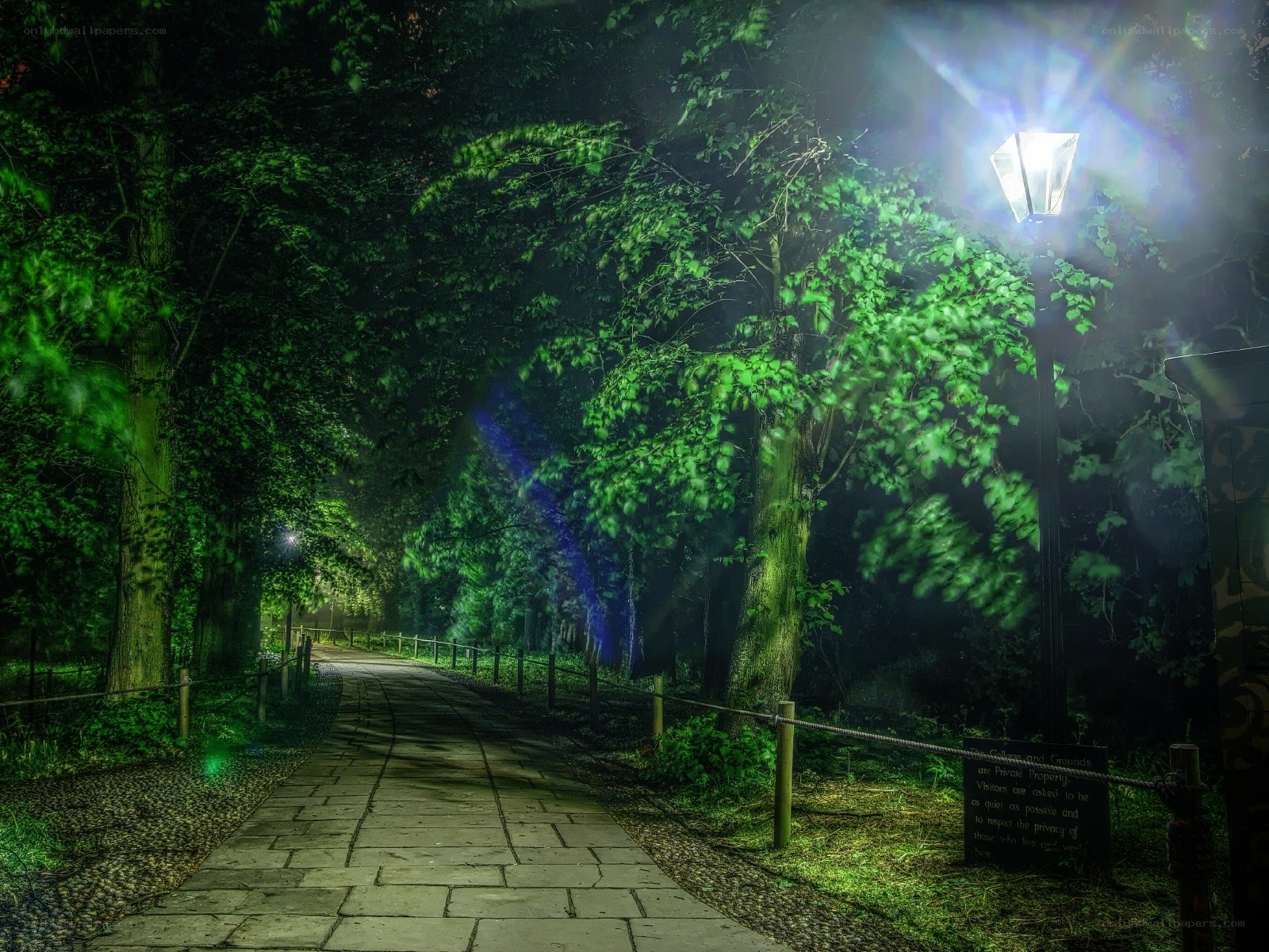 Night path in a forest