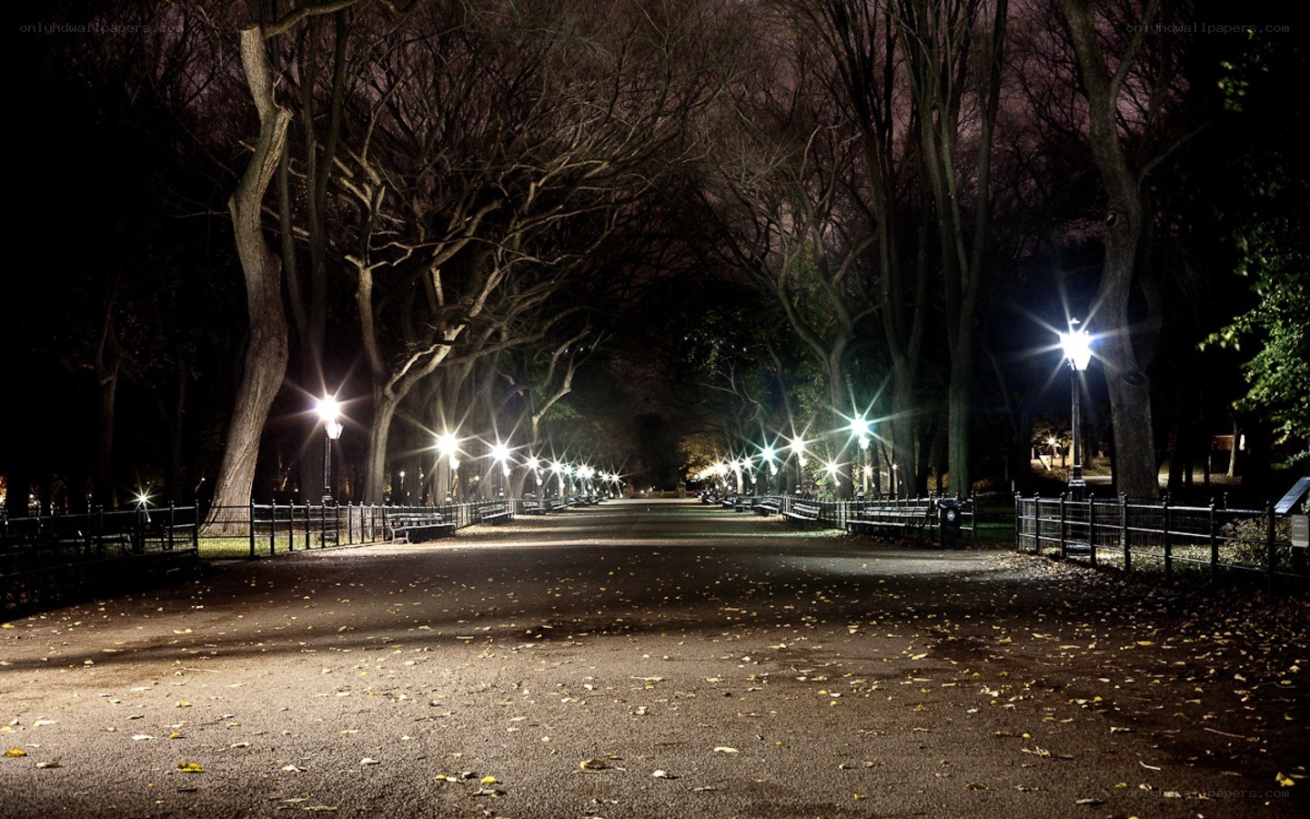 Night path in a leaf-strewn park