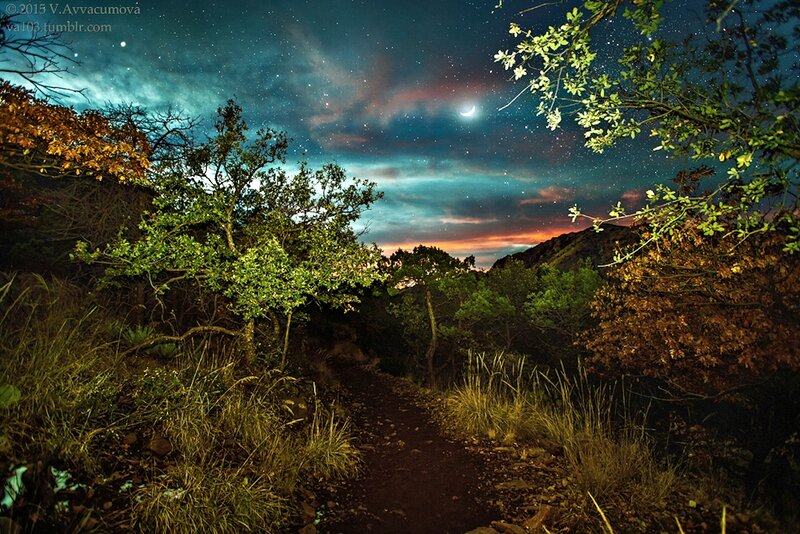 Night Path in Forest