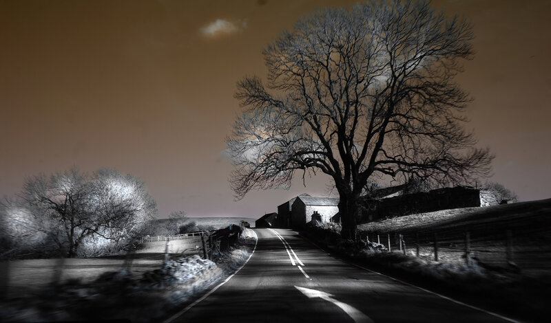Night road with bare trees