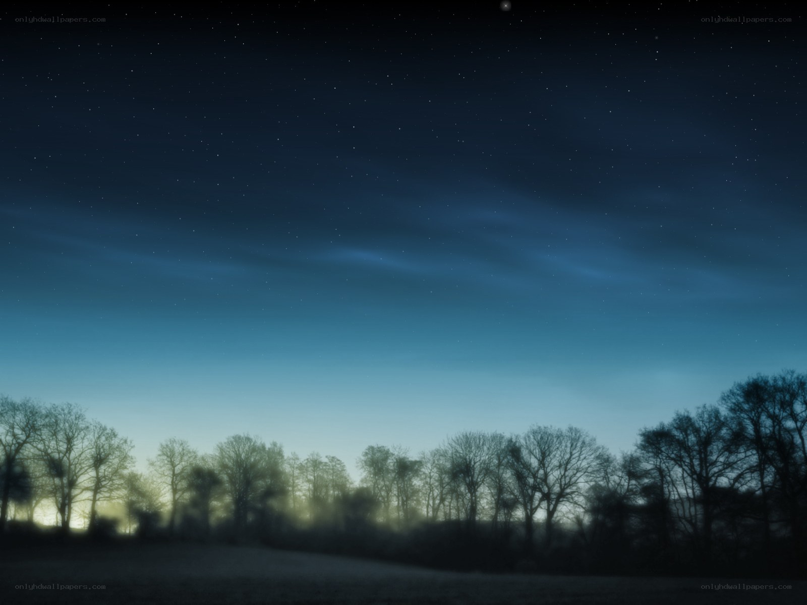 Night sky over a forest