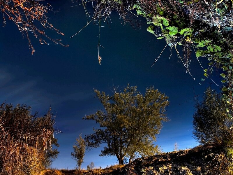 Night sky over a tree-lined field
