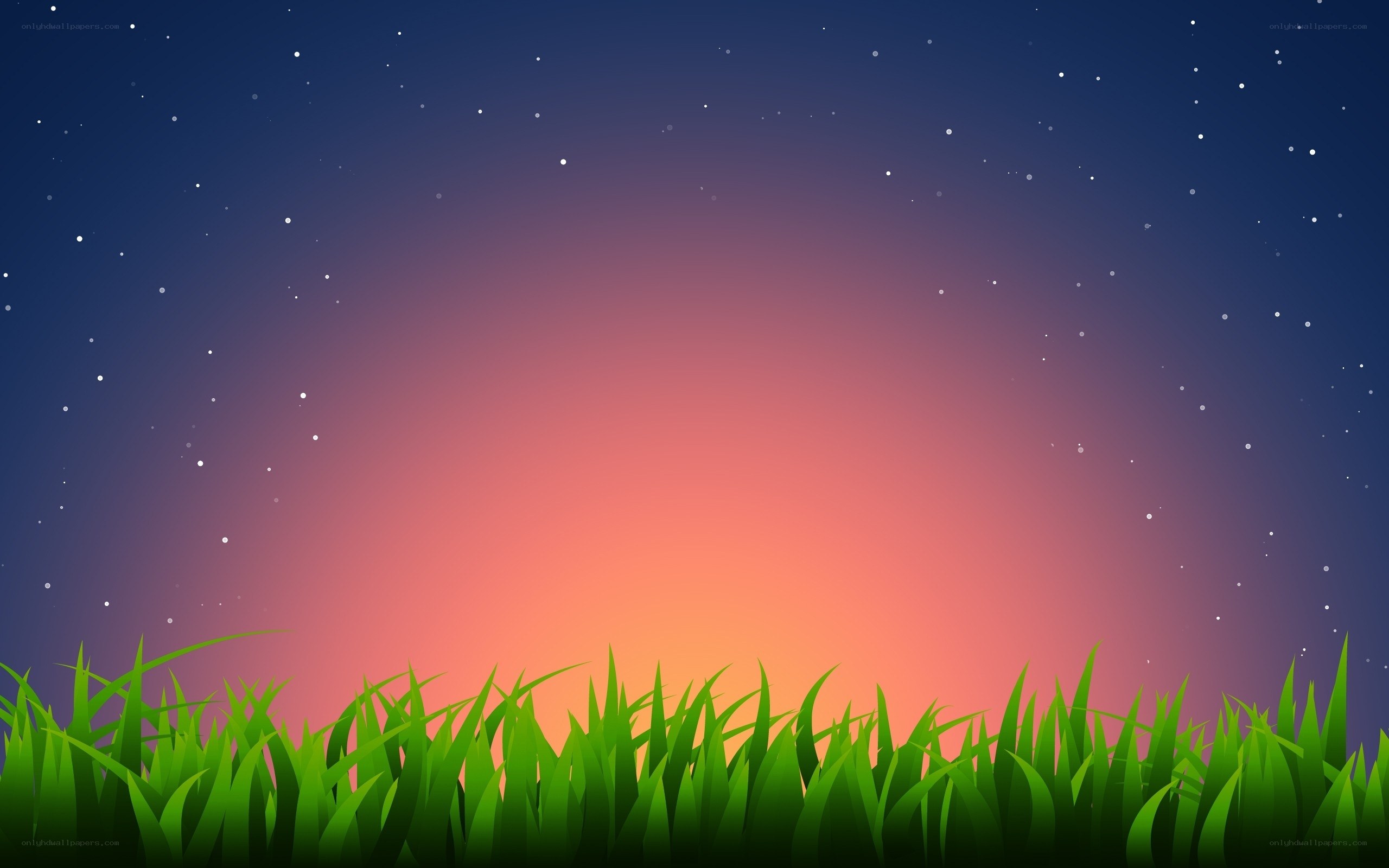 night sky over grass