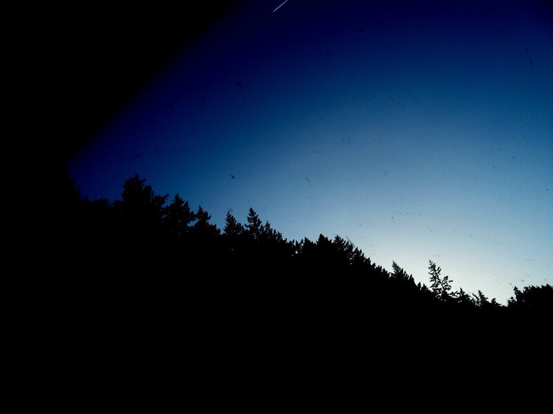 Night sky with forest silhouette