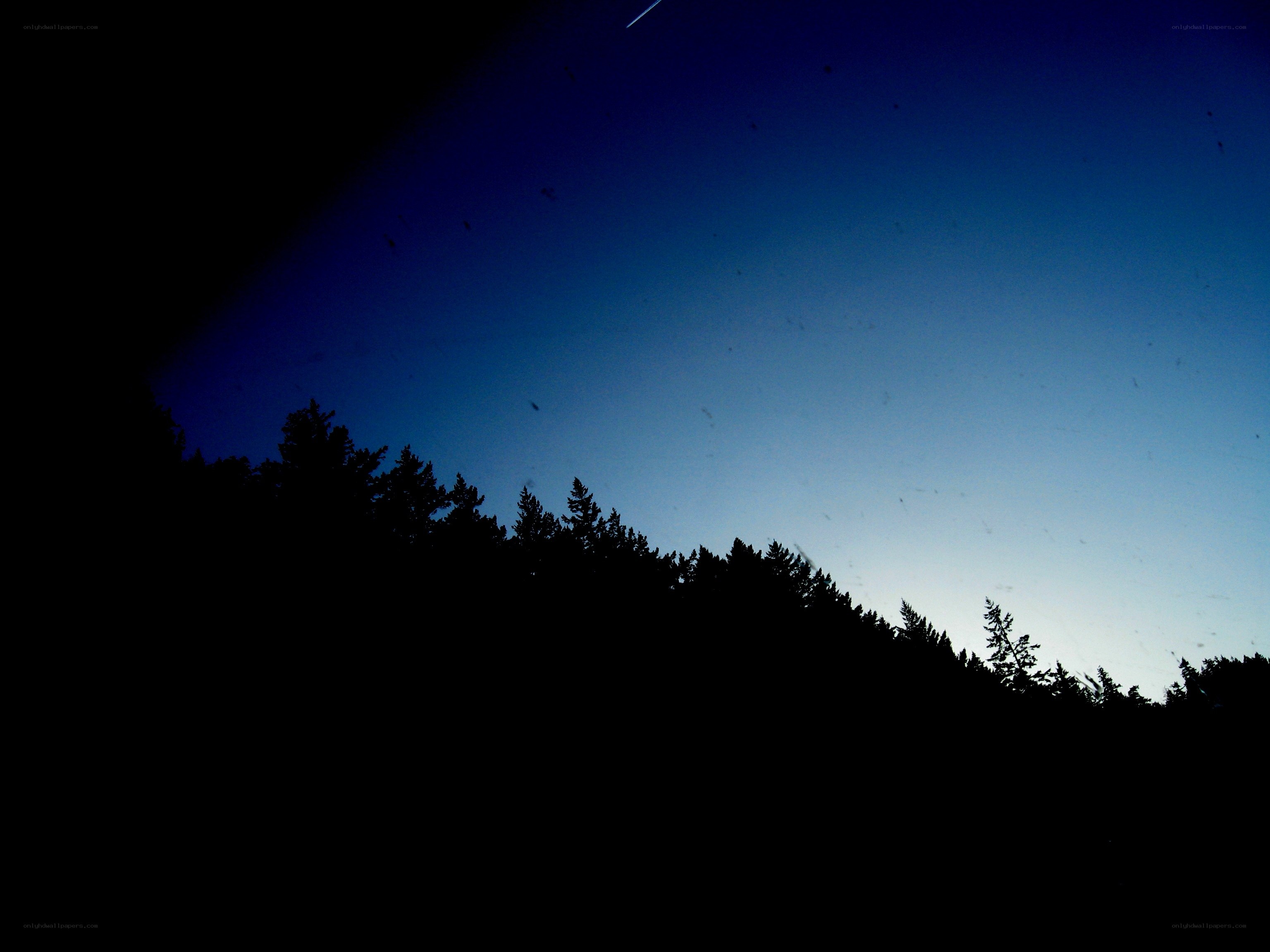 Night sky with forest silhouette