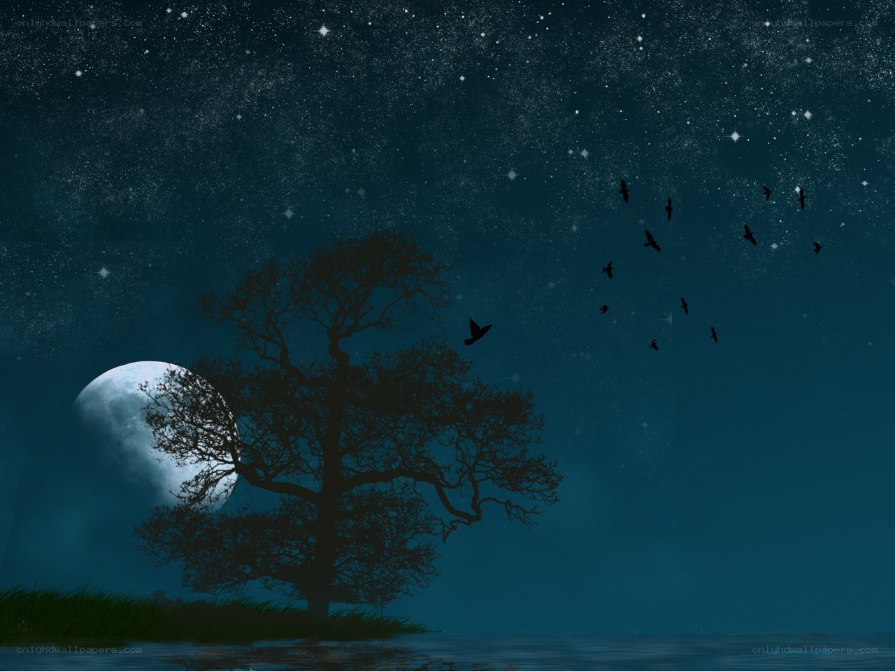 Night sky with moon and birds