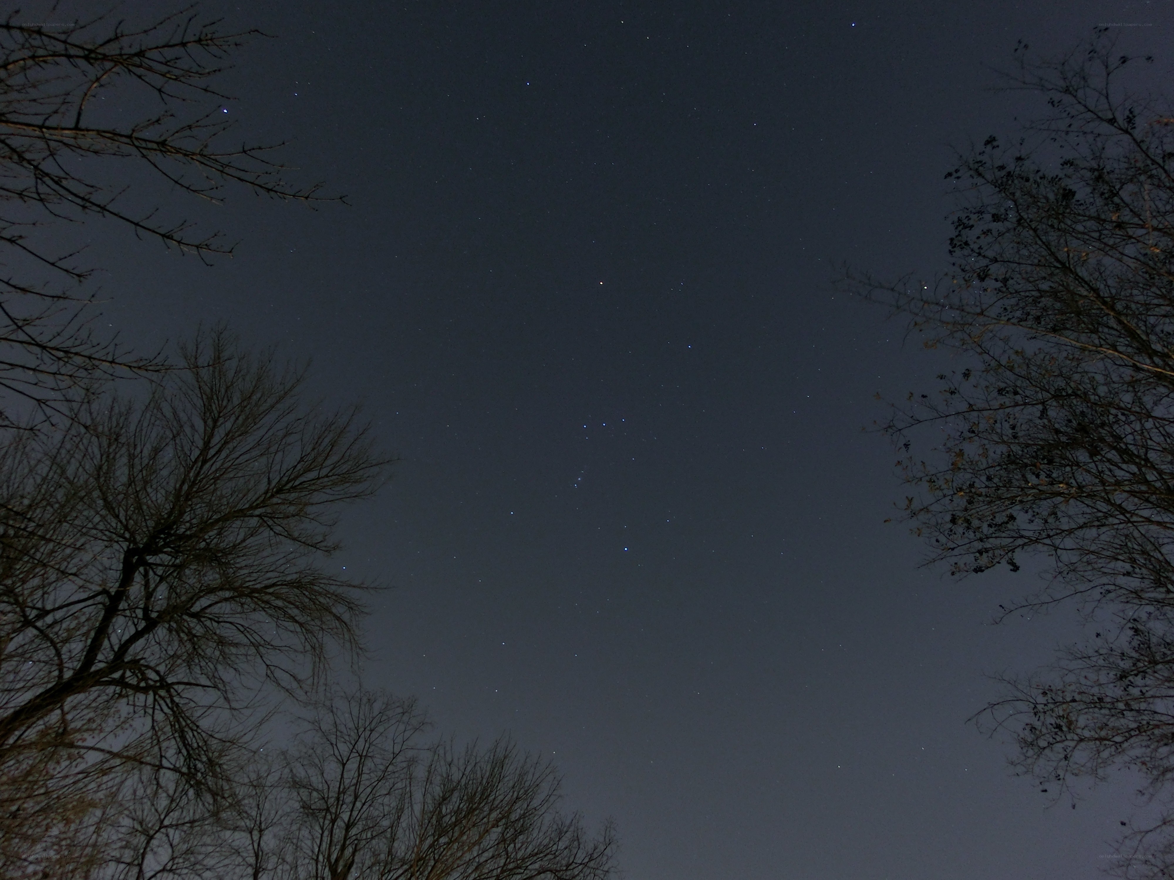 Night sky with stars and trees