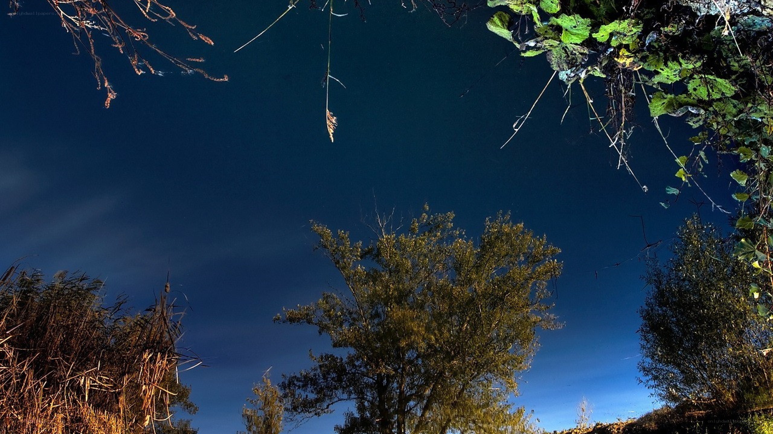 Night sky with trees and plants