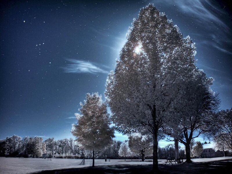 Night sky with trees