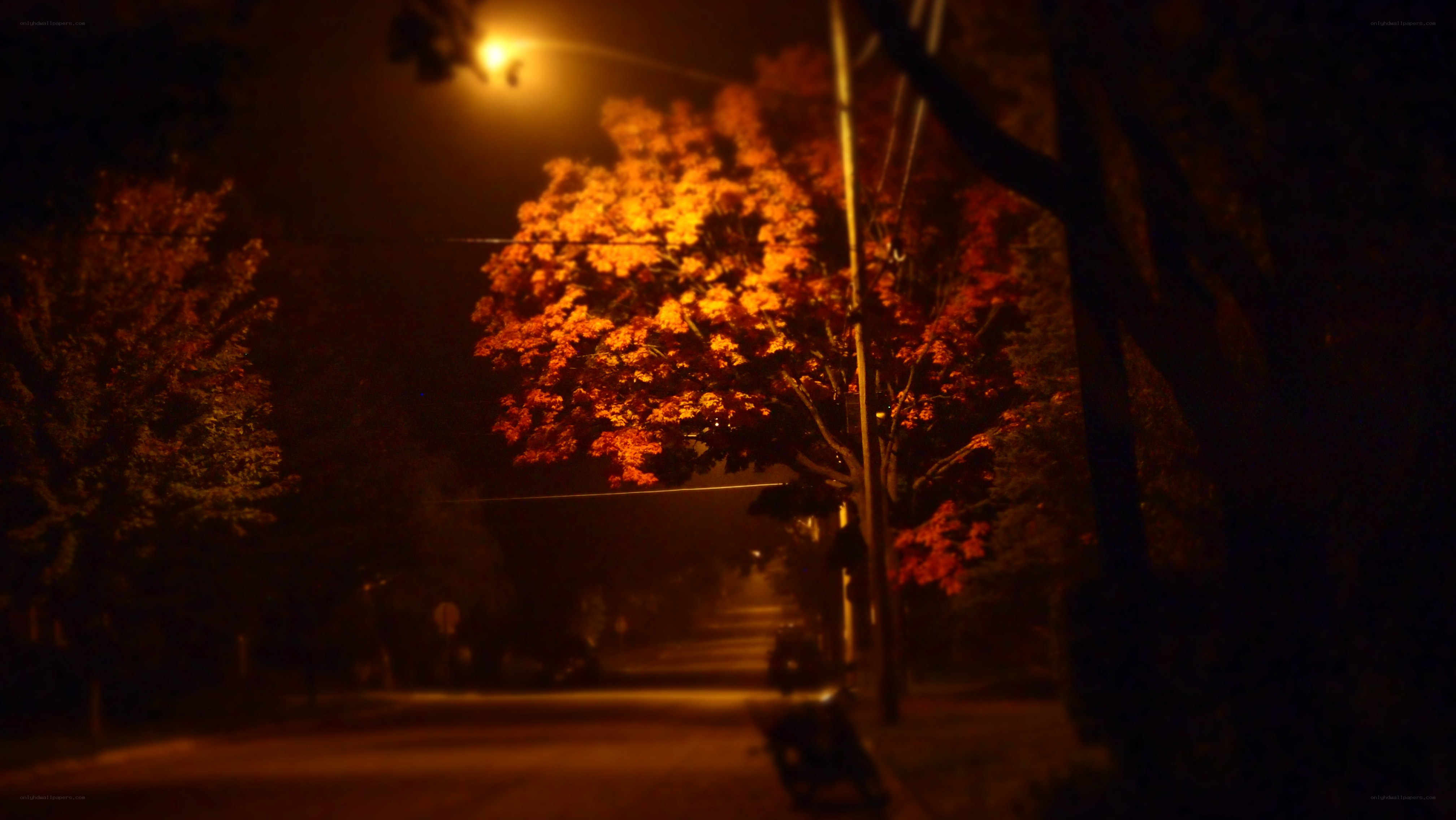 night street with autumn tree