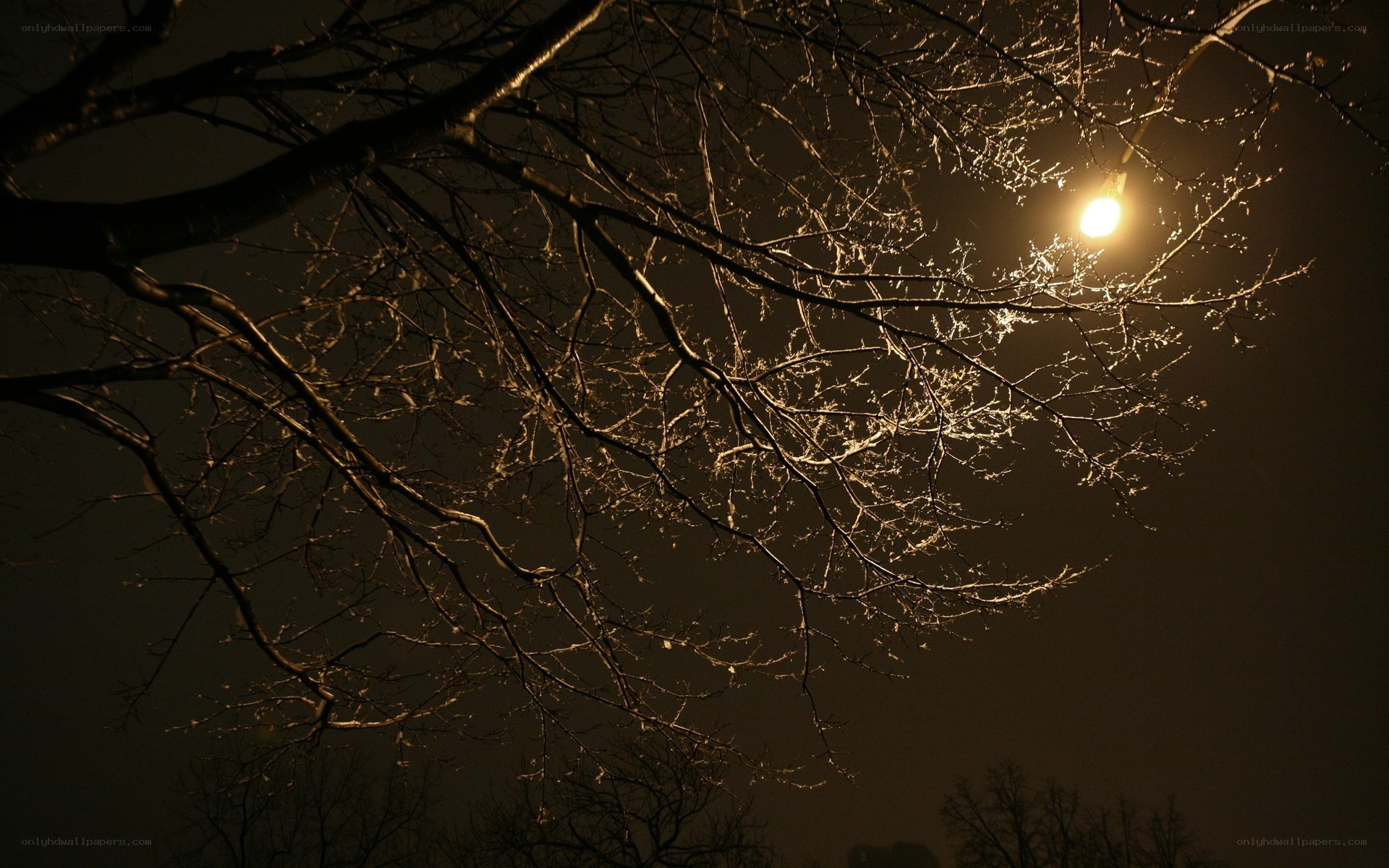 Night tree branches lit by streetlight
