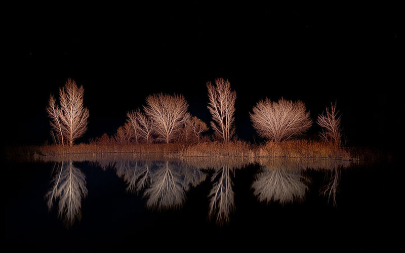 Night trees reflected in water